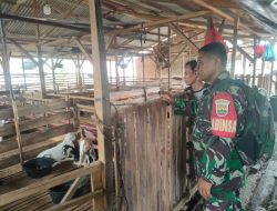 Komsos Bersama Pemilik Ternak Kambing Babinsa Himbau Ternak Jangan Dilepas Rawan Pencurian