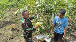 Babinsa Koramil 05/Sail Kodim 0301/Pbr Ajari Petani Jambu Kristal Gunakan Pupuk Organik Untuk Tingkatkan Hasil Pertanian