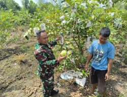 Babinsa Koramil 05/Sail Kodim 0301/Pbr Ajari Petani Jambu Kristal Gunakan Pupuk Organik Untuk Tingkatkan Hasil Pertanian